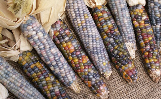 colour corn 2